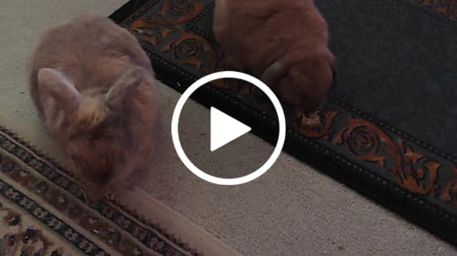 Customer video review of Saturday Sweets 15pc