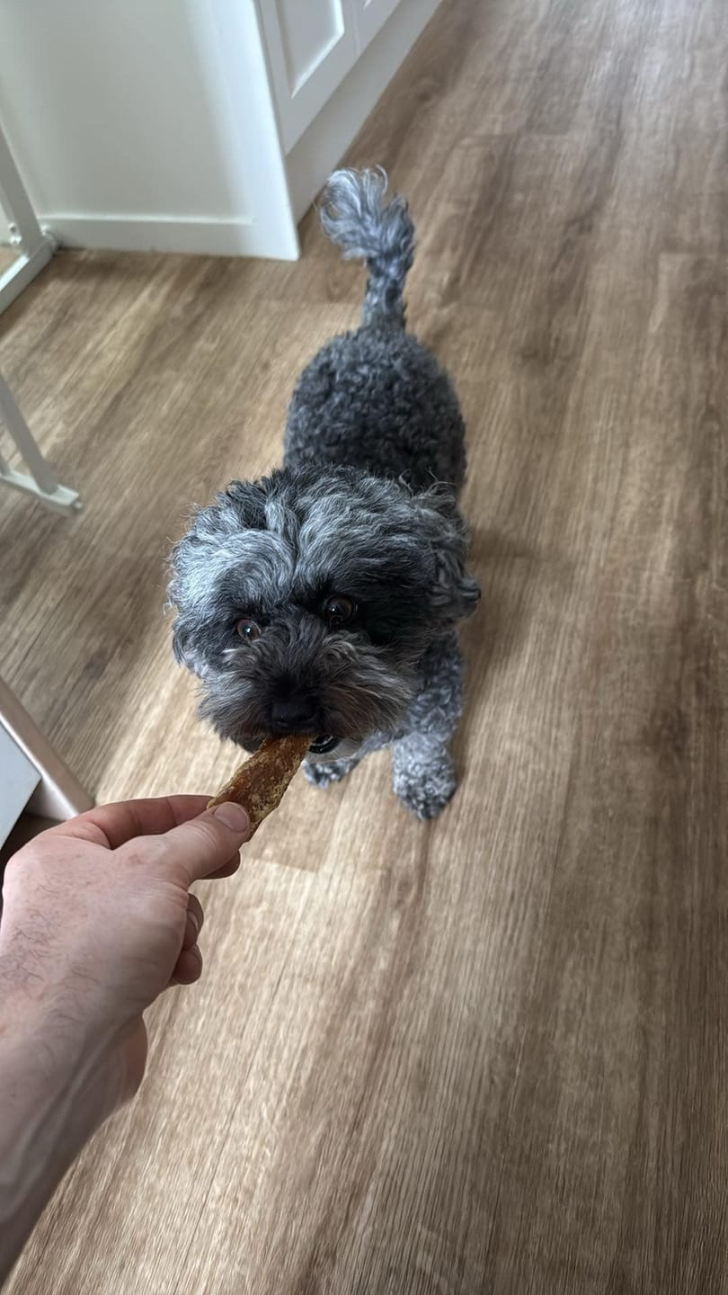 Customer photo review of Aussie Beef Neck Tendons (Small-Large Dogs)