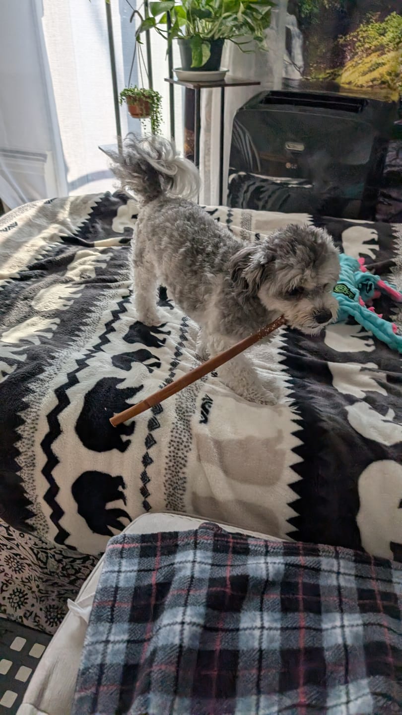 Customer photo review of Bully Bargain Bag