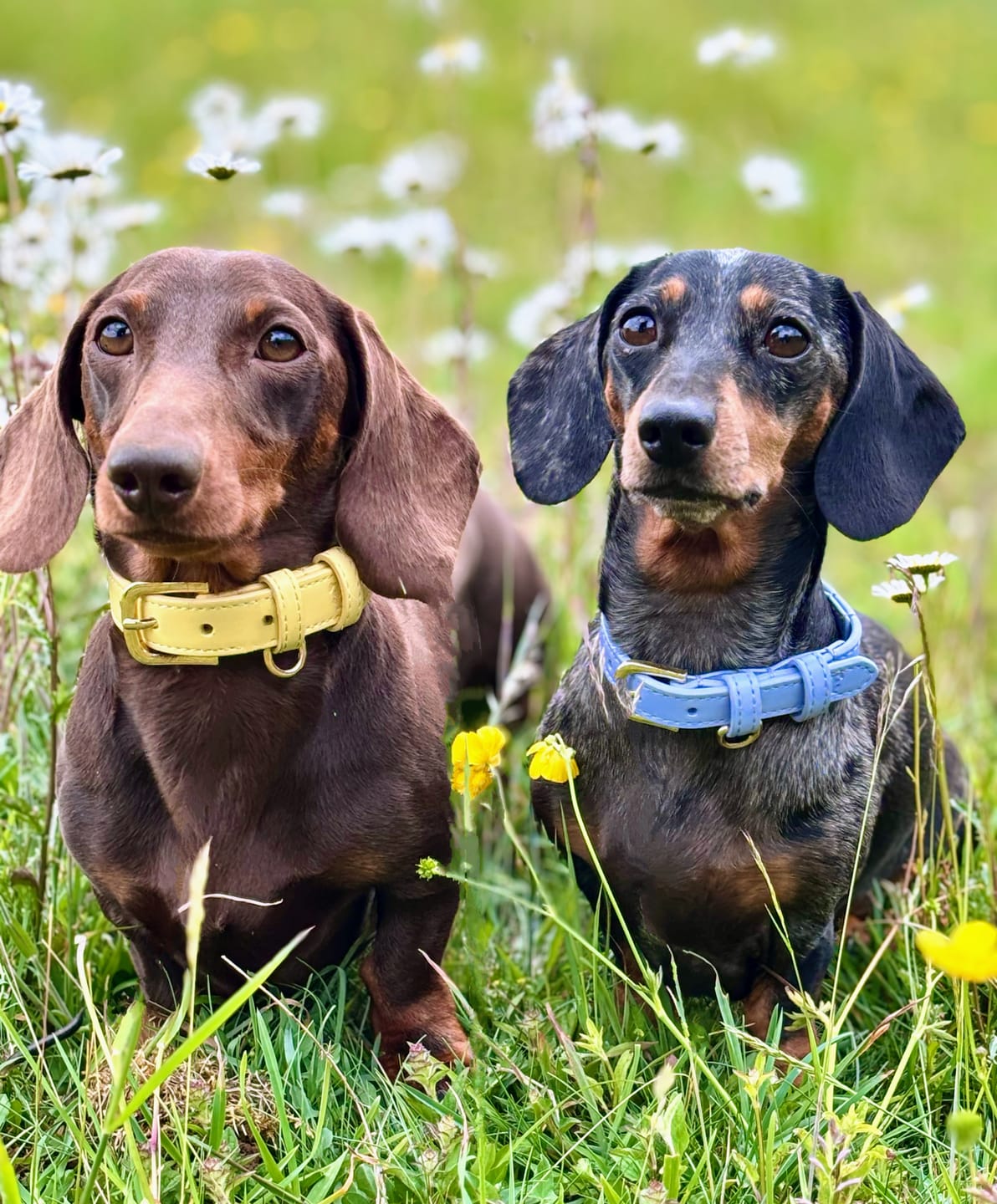 Customer photo review of Cornflower Blue Dog Collar