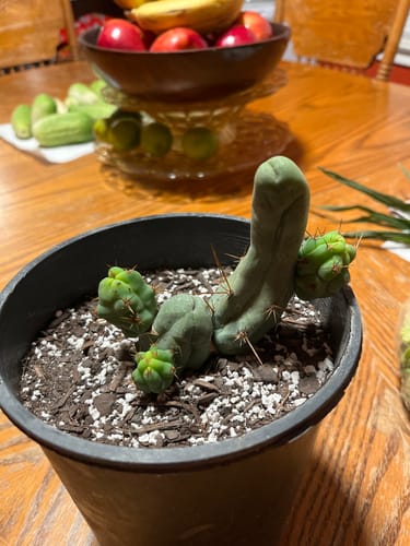 Customer photo review of Trichocereus bridgesii monstrose | Penis Cactus | Short Form