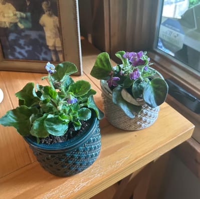 Customer photo review of African Violet in 4" Grow Pot Set - Indoor Flower Plant - Plant Lover Gift - White, Pink, Violet Live Flower Plant - Blooms All Year Round