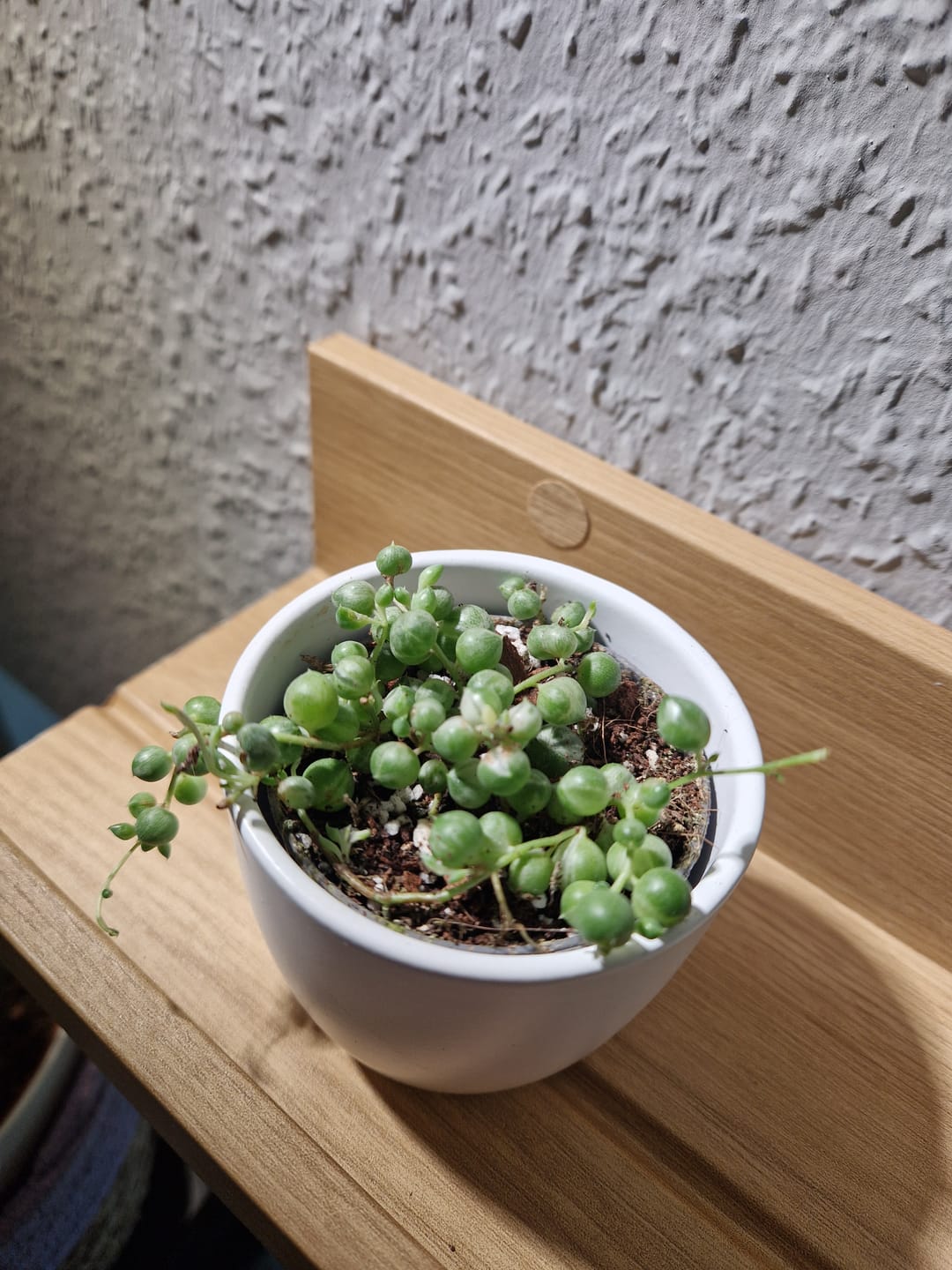 Customer photo review of SENECIO ROWLEYANUS VARIEGATA