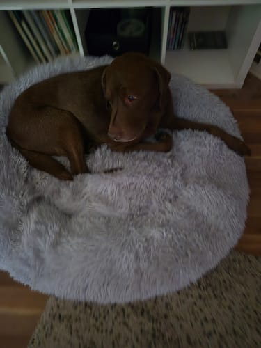 Customer photo review of Puppery Hundebett Wolke 7 - Das Original