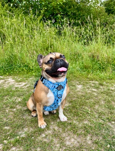 Customer photo review of ID Tag – Reuben's Roadtrip