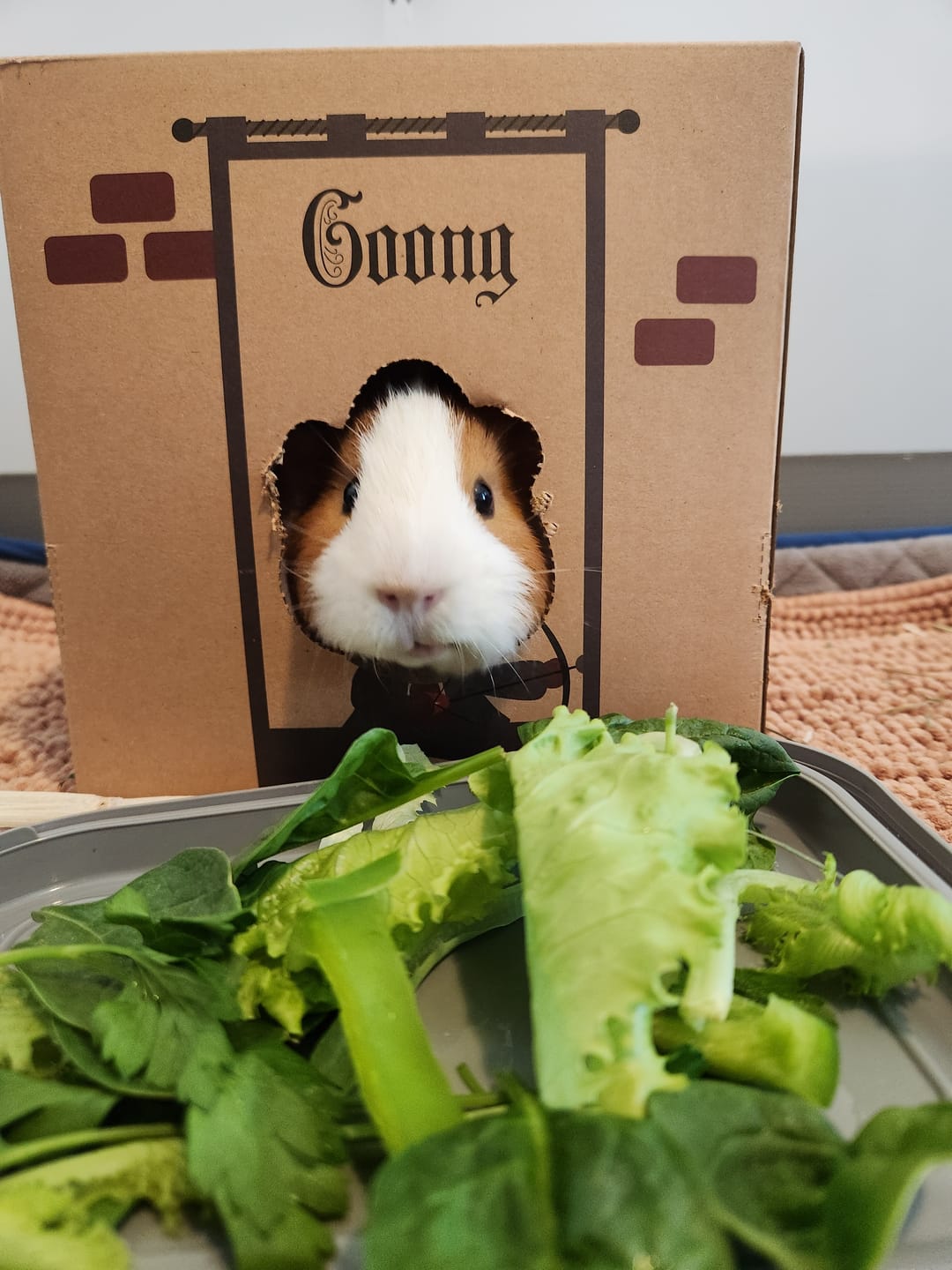 Customer photo review of GuineaDad Crunchy Condo Cardboard Hideout (3 Pack)