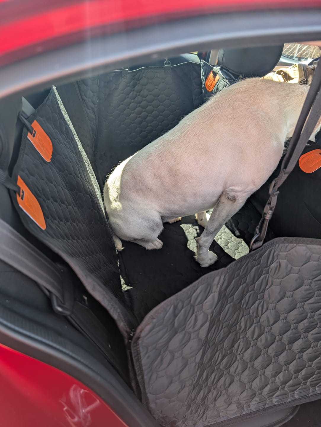 Customer photo review of Hard Bottom Seat Cover
