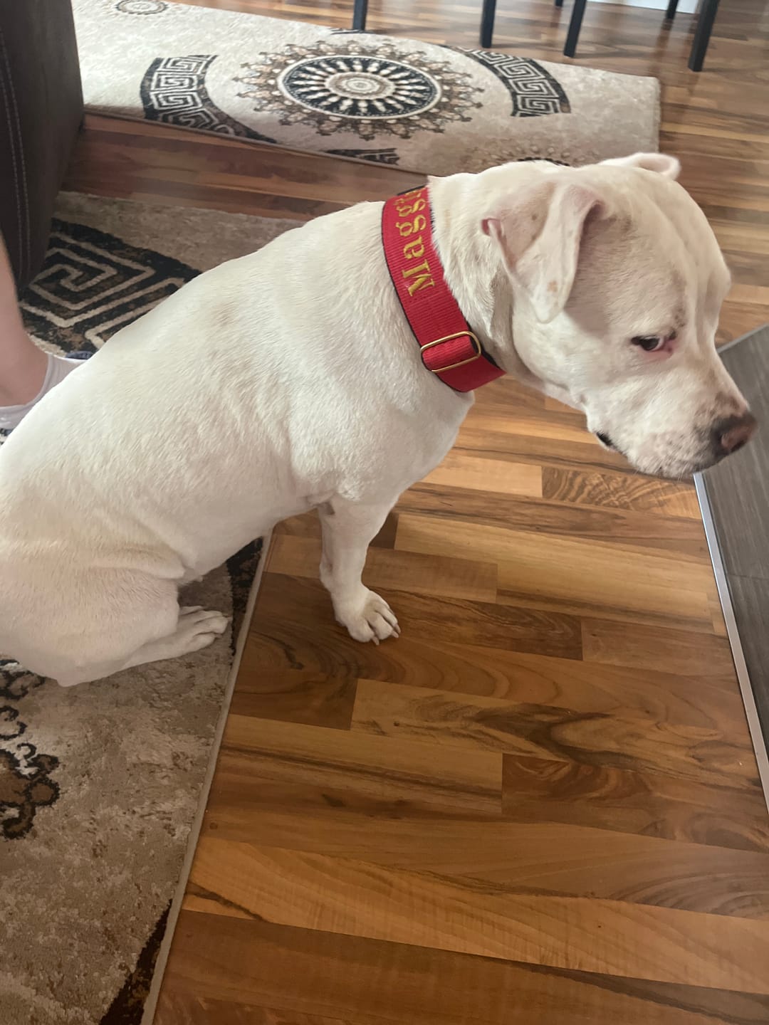 Customer photo review of Hundkoppel med namn