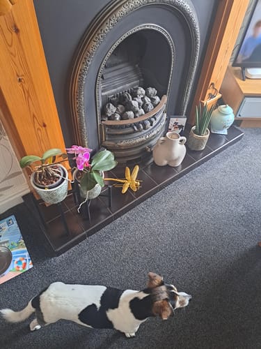 Customer photo review of Antiqued Gold Effect Dragonfly