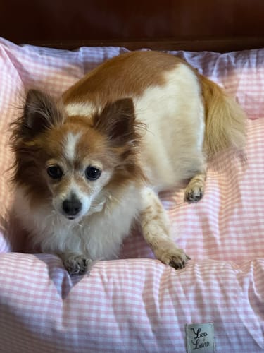 Customer photo review of Divanetto Vichy Rosa