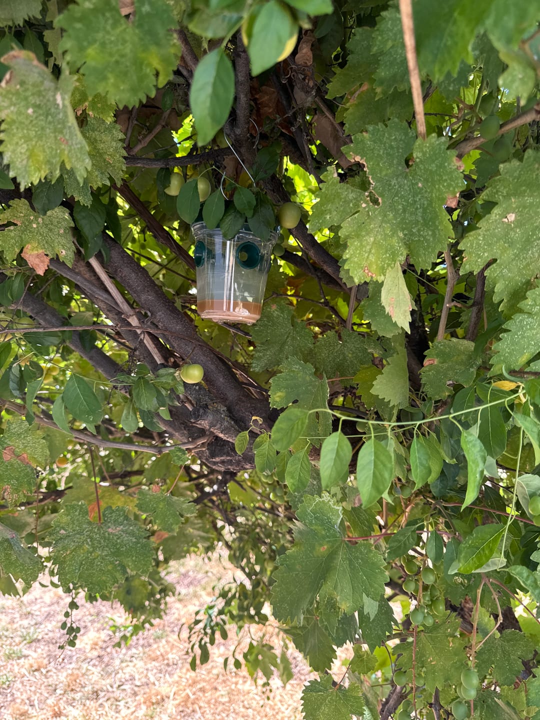 Customer photo review of Mosquito TNT 2.0