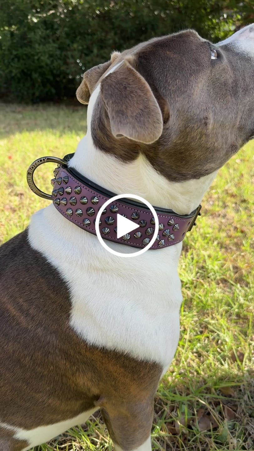 Customer video review of Hand Made Leather Dog Collar - Ruthless Purple & Black (Wide Fit)