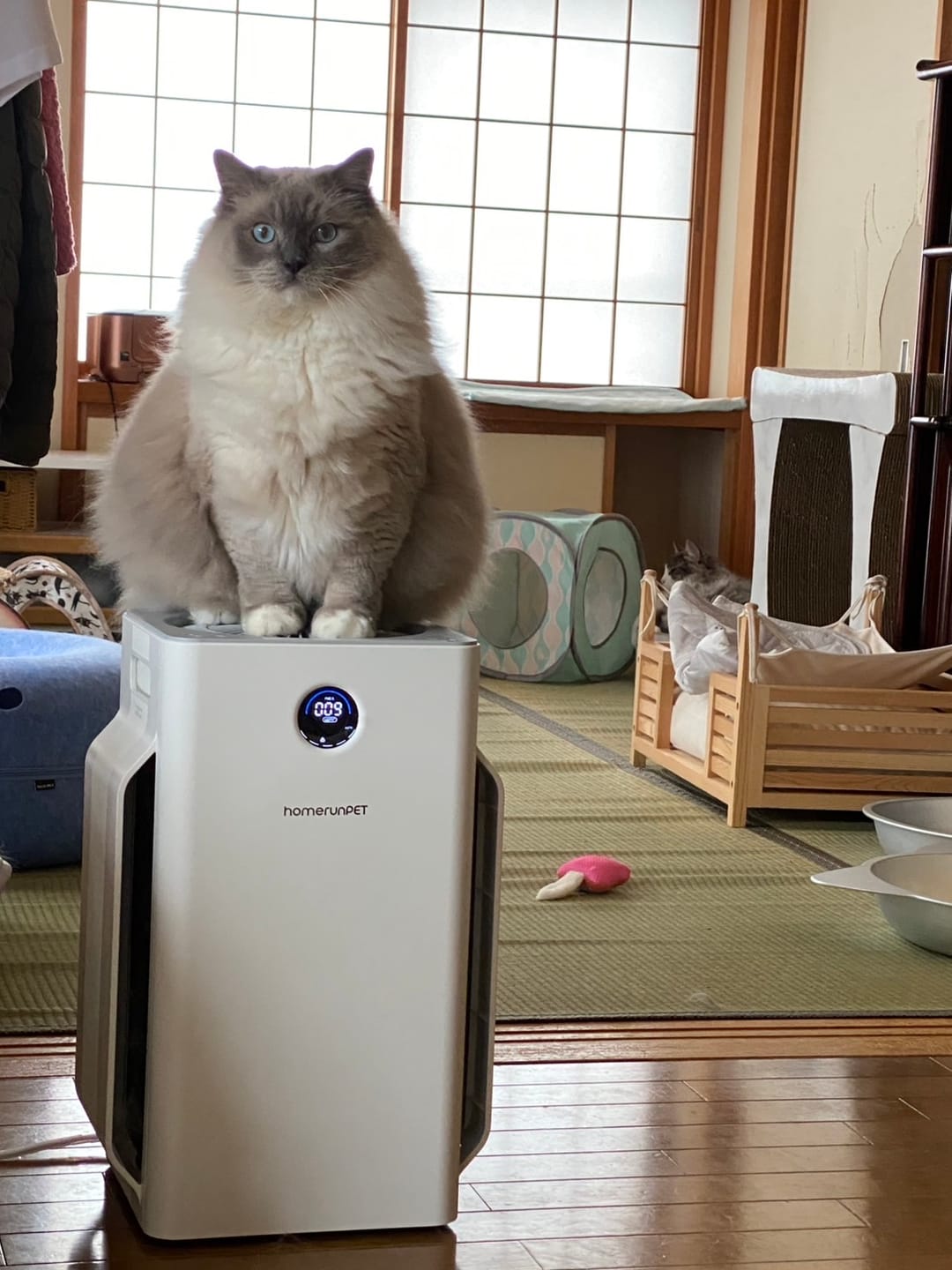 Customer photo review of homerunPET 空気清浄機Airbo（4月下旬発送）