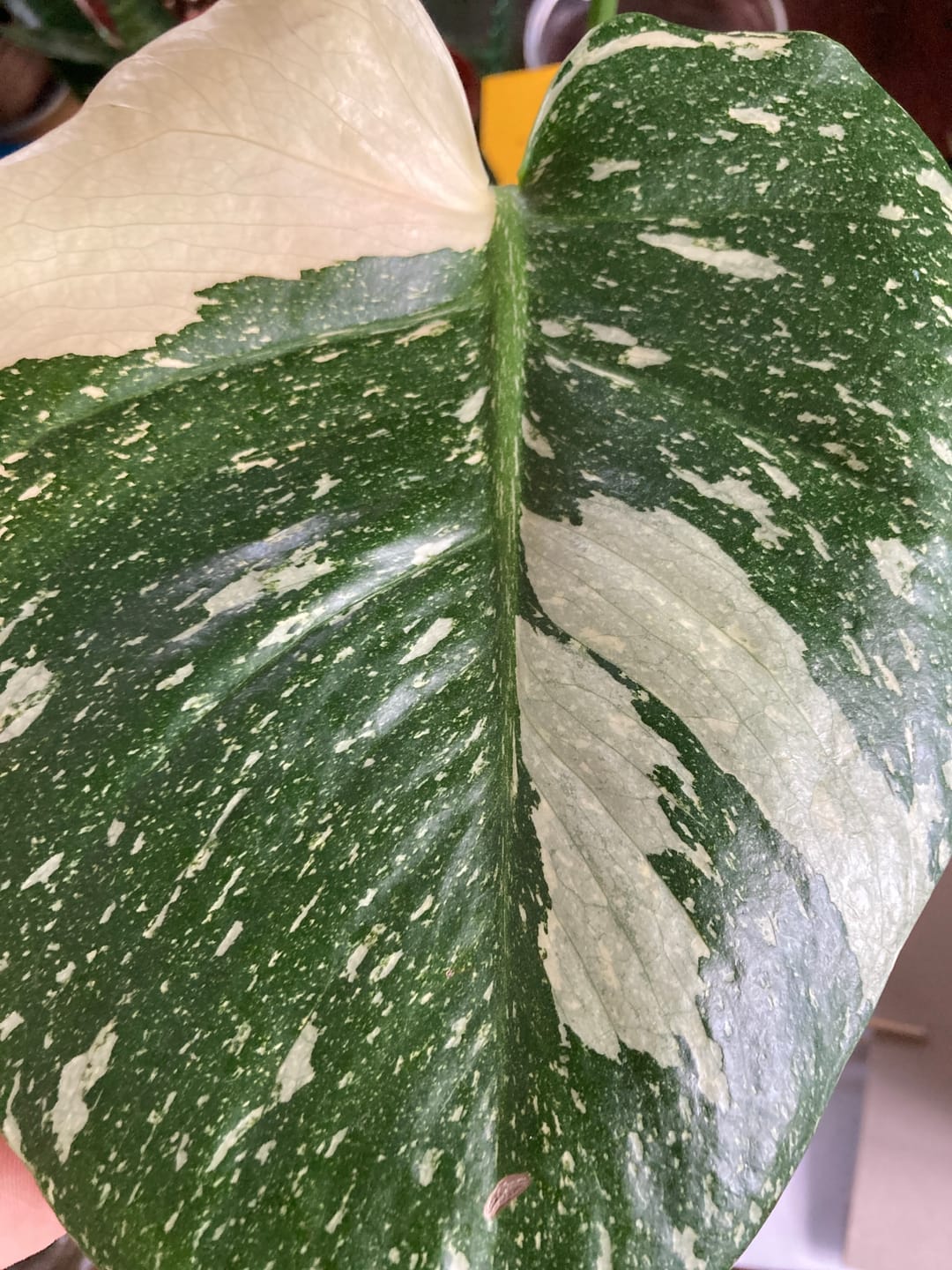 Customer photo review of MONSTERA THAI CONSTELLATION