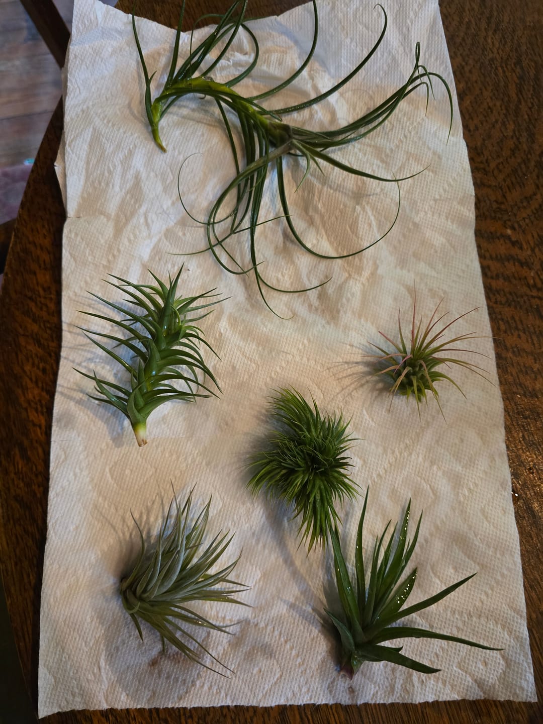 Customer photo review of *6 Pack* Premium Air Plants Mix  *Cannot Be Shipped Internationally*