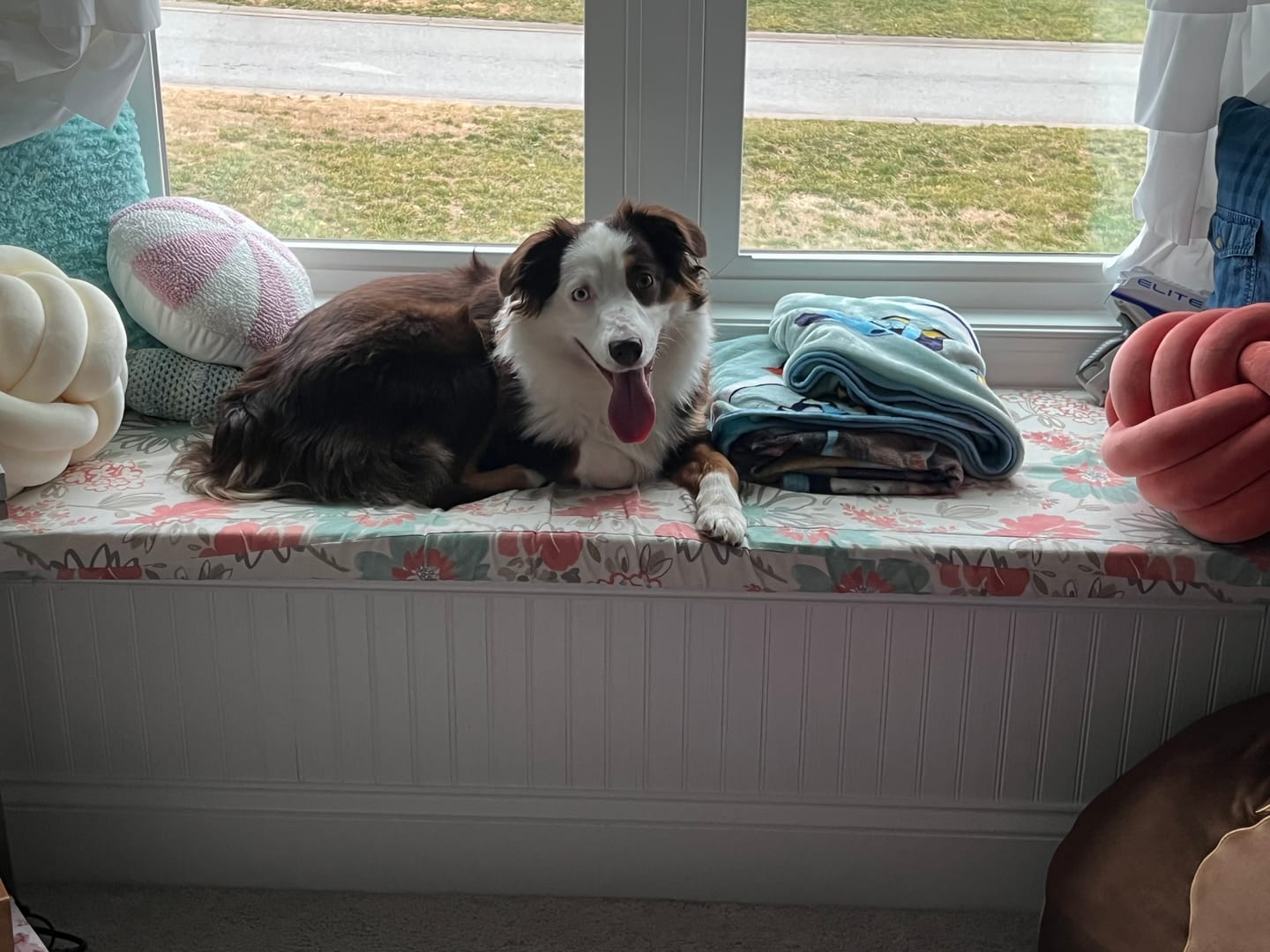 Customer photo review of Blueberry Himalayan Yak Chew (MEDIUM)