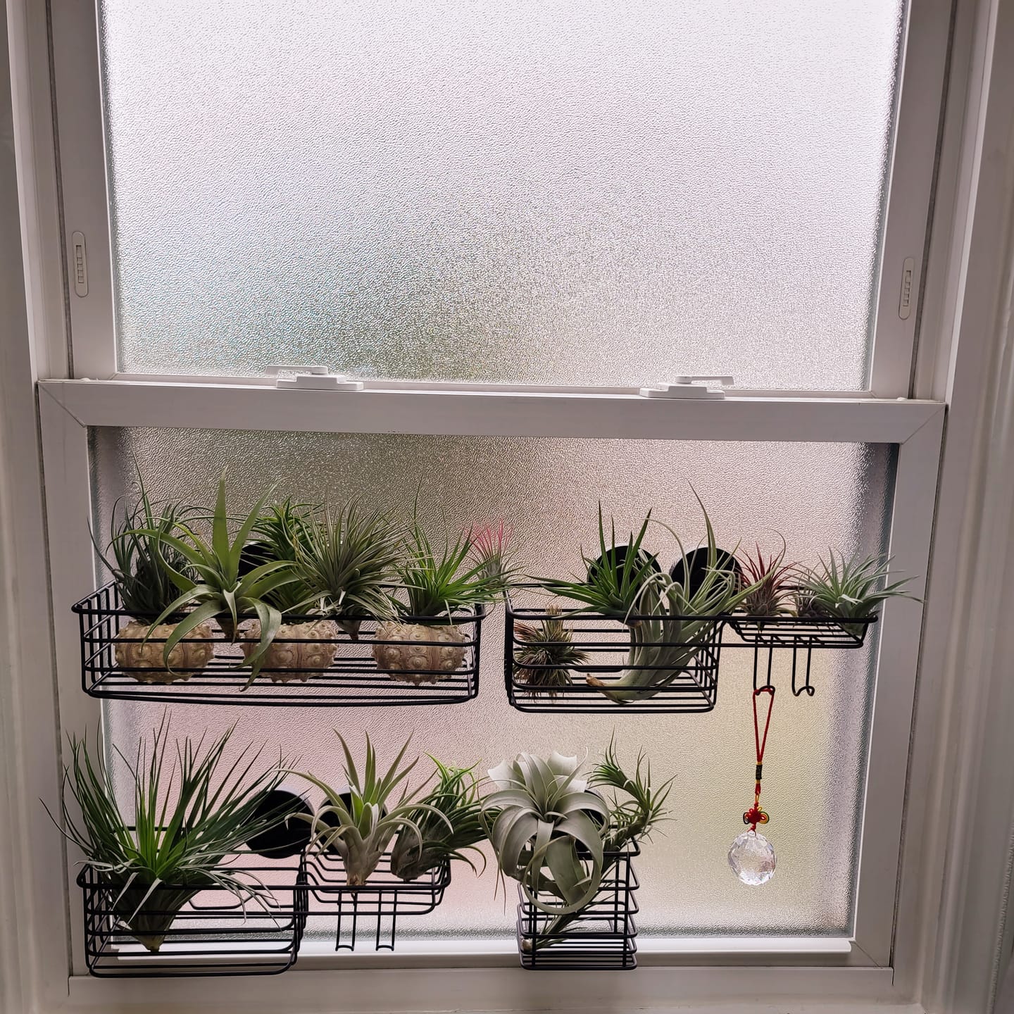 Customer photo review of Xerographica Thick Leaf Form  *Cannot Be Shipped Internationally*