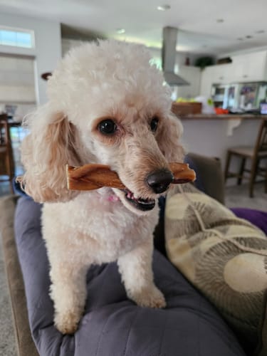 Customer photo review of 5 Inch Braided Bully Stick Bag