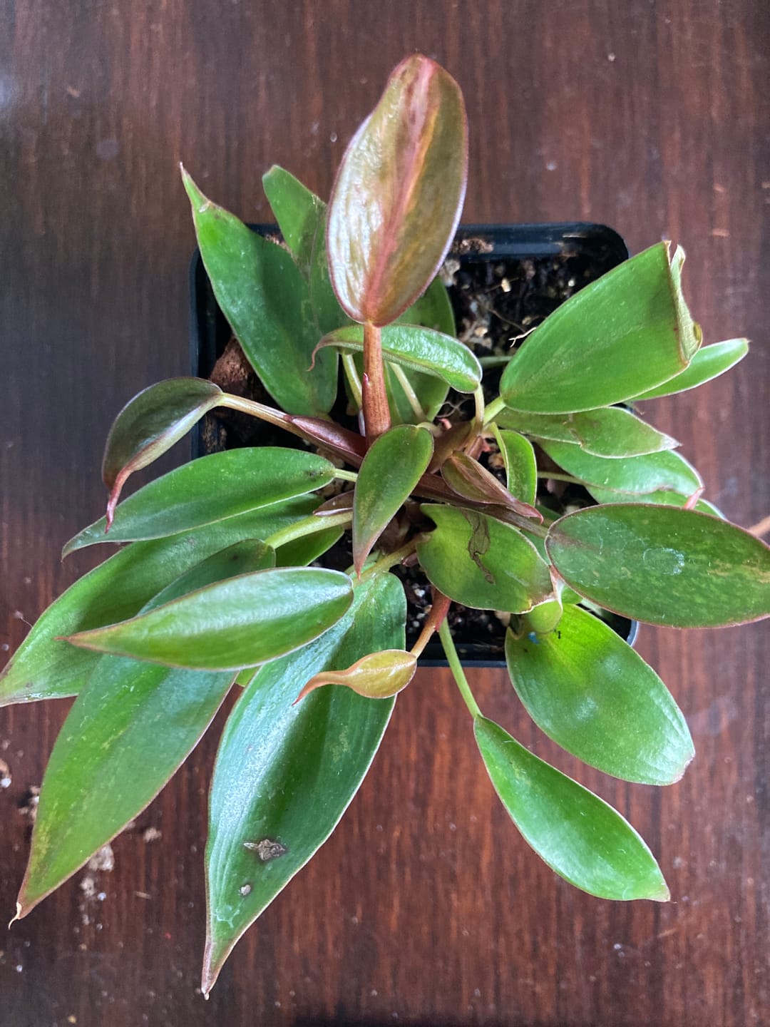 Customer photo review of PHILODENDRON PRINCE OF ORANGE