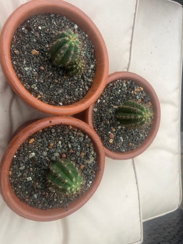 Customer photo review of Trichocereus Peruvianus | Peruvian Torch Cactus