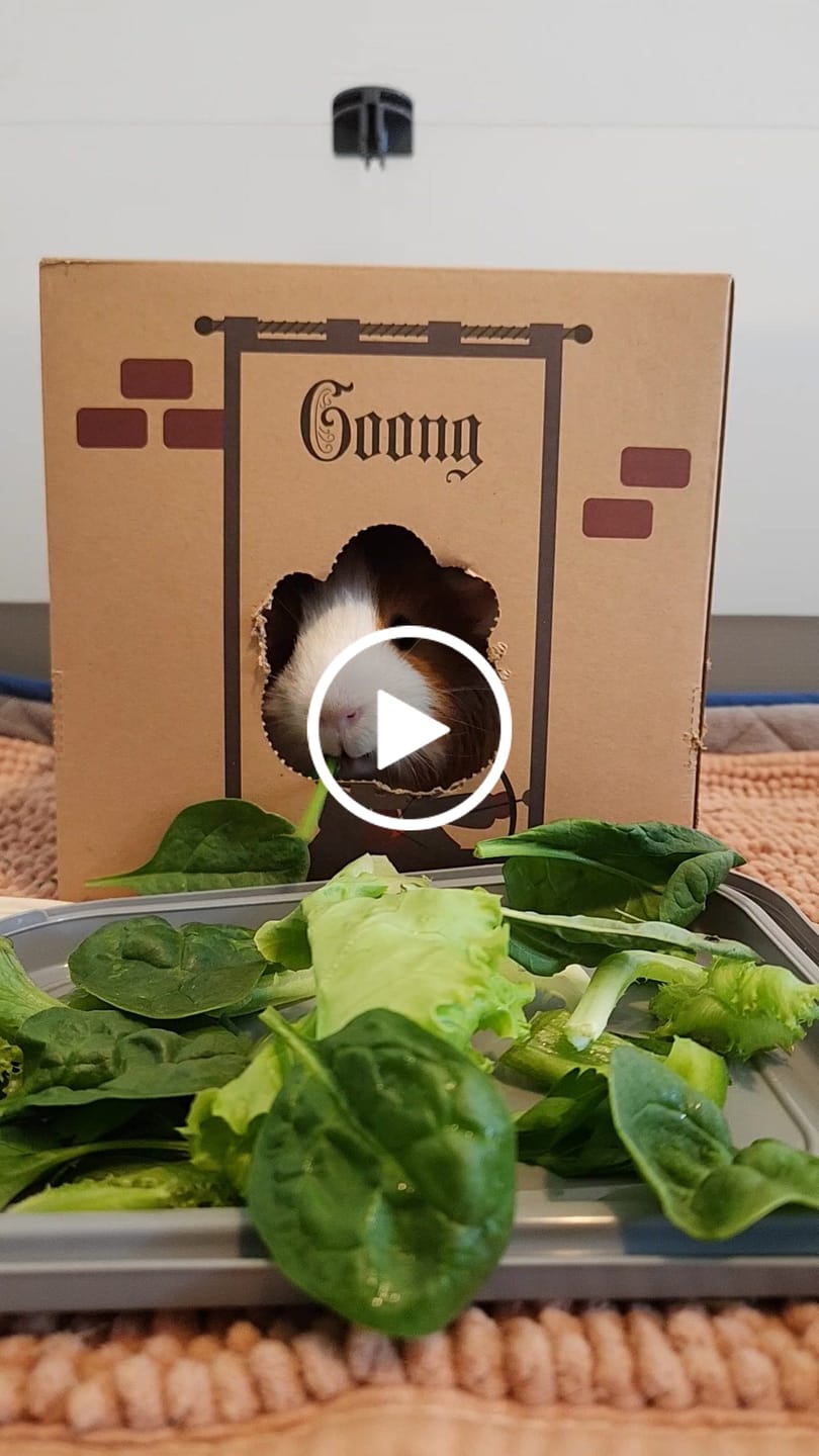 Customer video review of GuineaDad Crunchy Condo Cardboard Hideout (3 Pack)