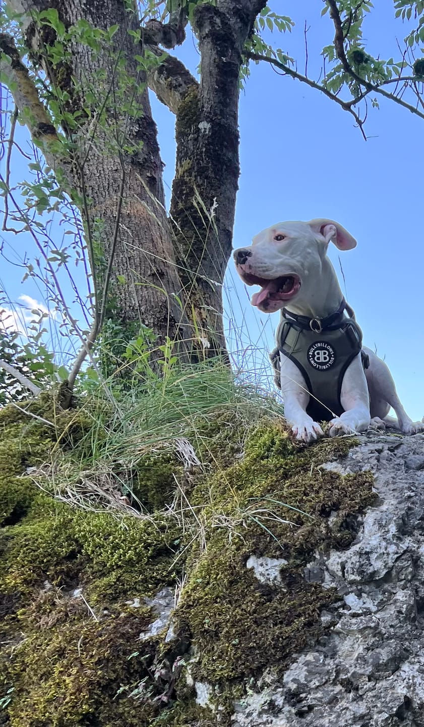 Customer photo review of Comfort Premium Harness | Non Restrictive - Khaki