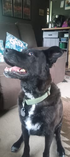 Customer photo review of DE-01™ Dental Dogbiotic