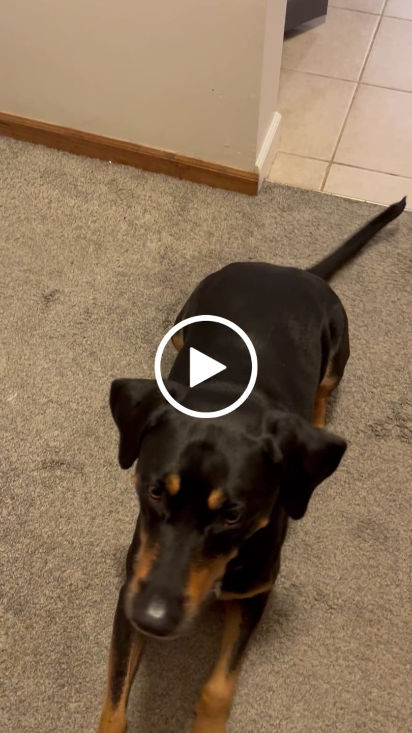 Customer video review of Bully Bargain Bag
