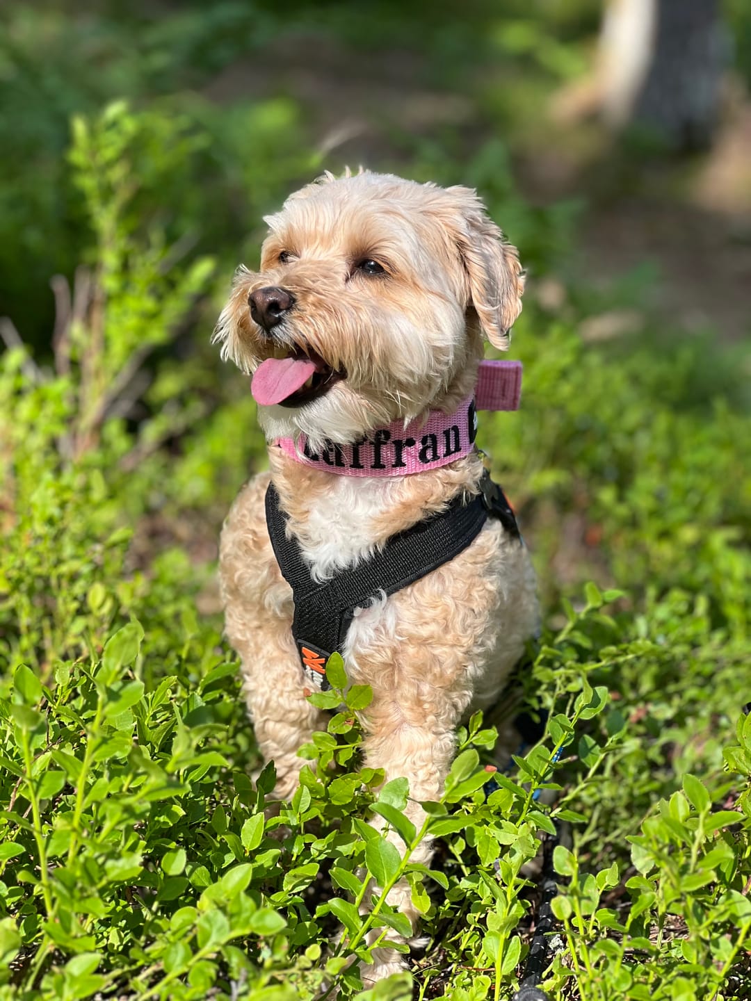 Customer photo review of Hundhalsband med namn