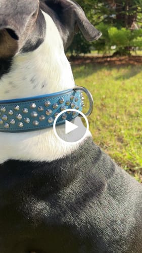 Customer video review of Hand Made Leather Dog Collar - Imperial Blue & Chrome (Wide Fit)