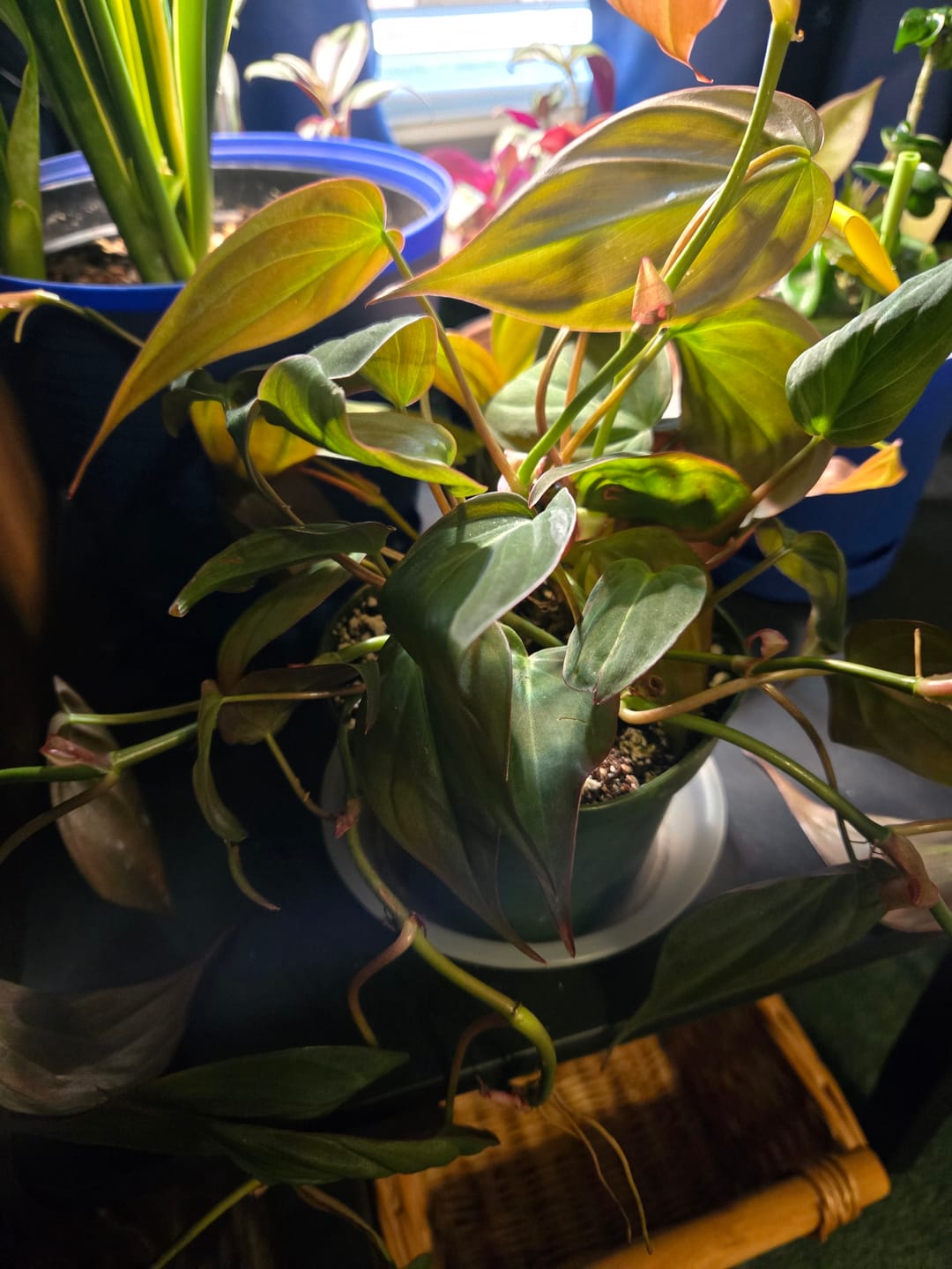 Customer photo review of Philodendron hederaceum 'Micans'
