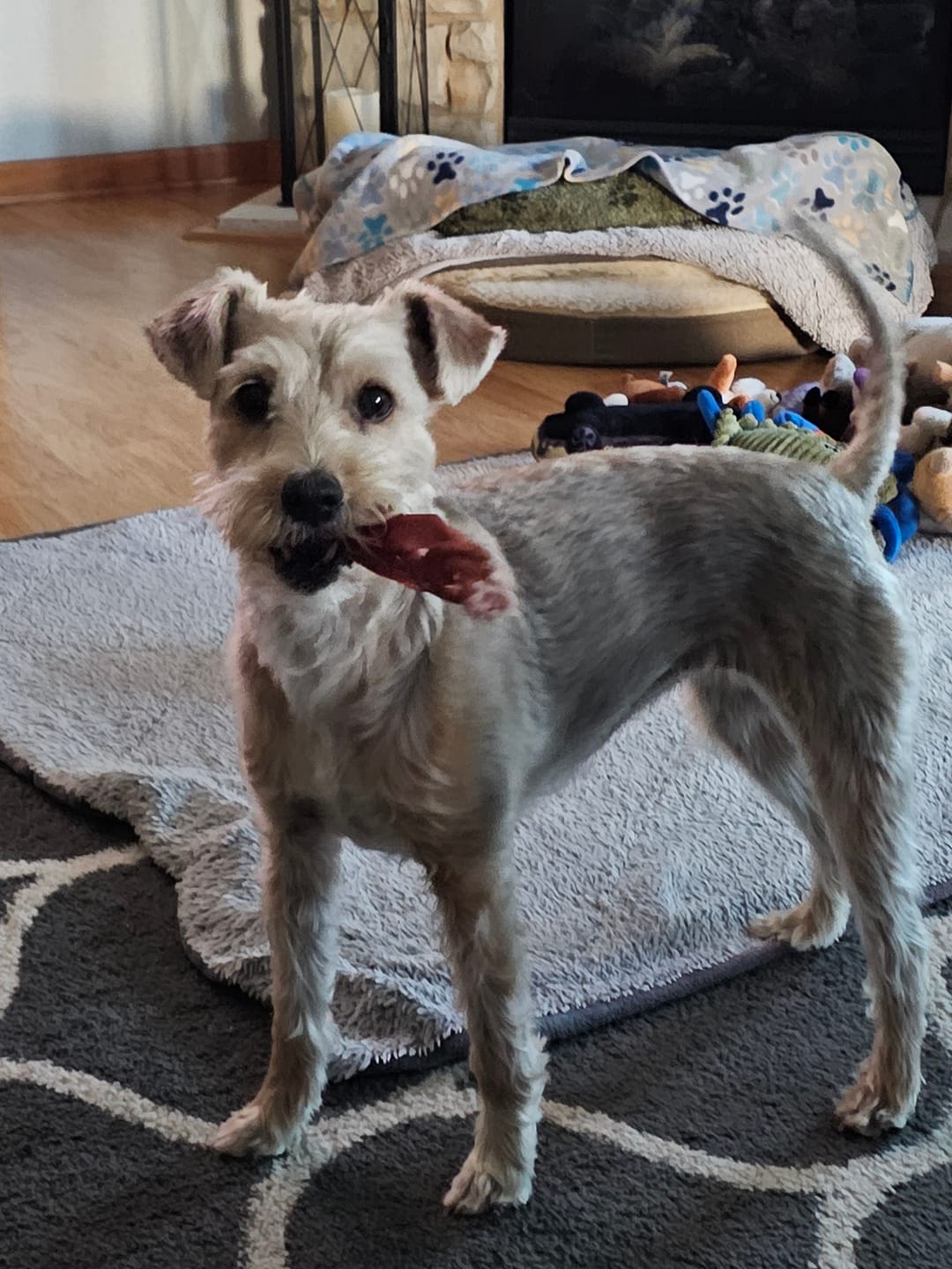 Customer photo review of 12 Inch Thick Braided Bully Stick