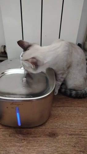 Customer photo review of 🐾 PawMaxi SmartFlow™ – 4L Wireless Water Fountain