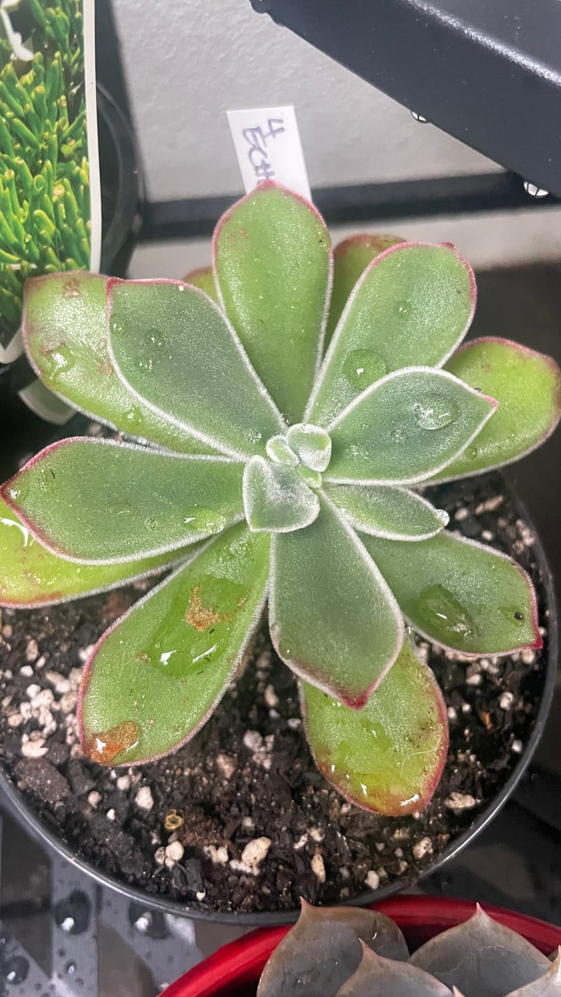 Customer photo review of Echeveria pulvinata 'Ruby'
