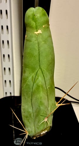Customer photo review of Trichocereus bridgesii monstrose | Penis Cactus | Long Form