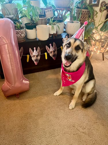 Customer photo review of Personalized Dog Party Pack