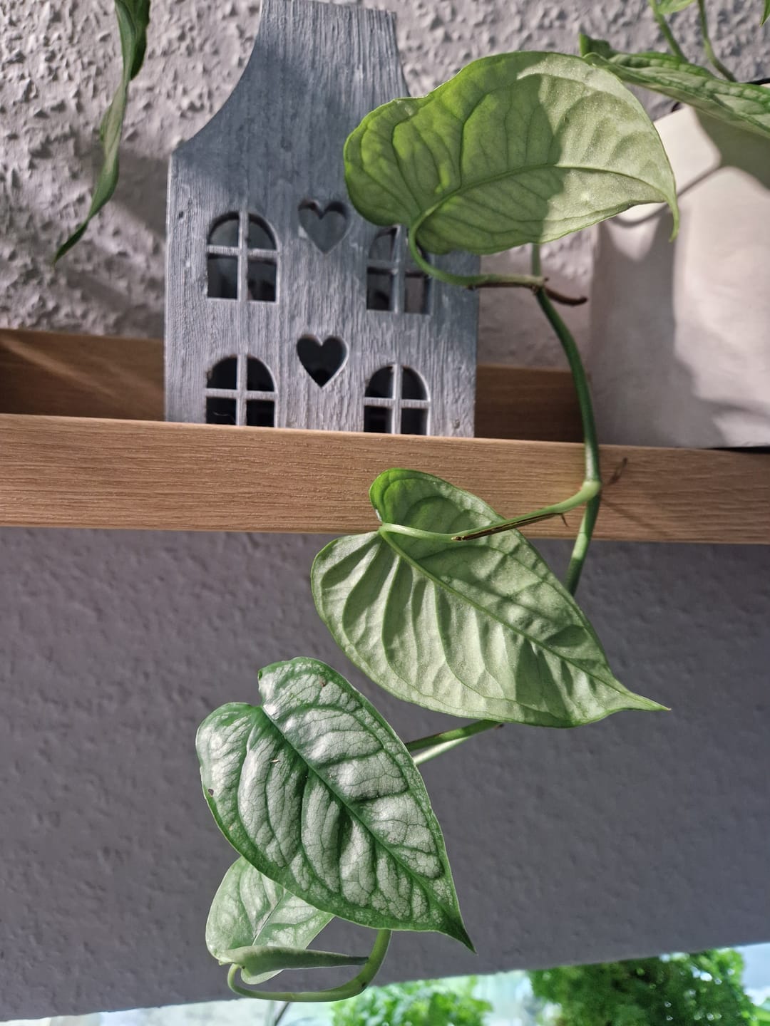 Customer photo review of MONSTERA SILTEPECANA