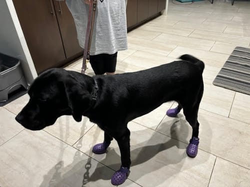 Customer photo review of WagWellies® Mojave