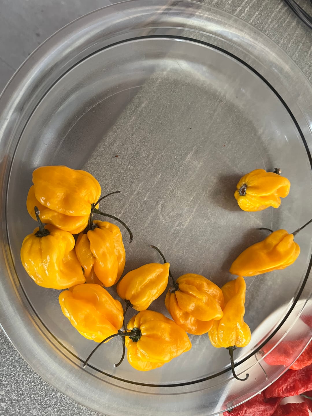 Customer photo review of Frische Habanero Gelb, 200g