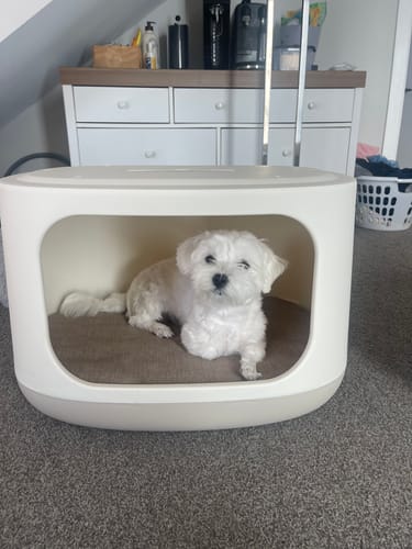 Customer photo review of Pet Bunk Bed - Sandy Beige