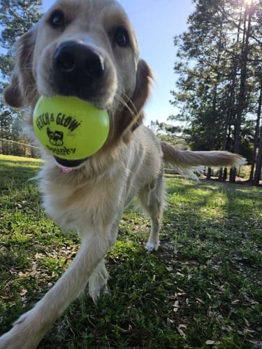 Customer photo review of Fetch & Glow Balls