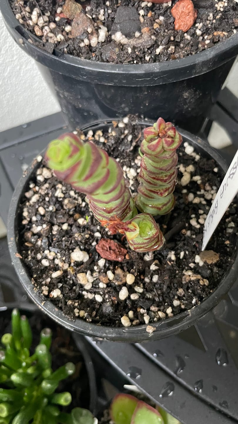 Customer photo review of Crassula Baby's Necklace