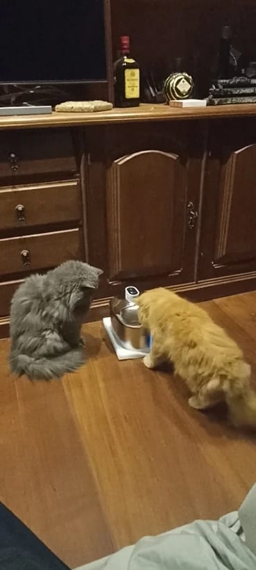 Customer photo review of 🐾 PawMaxi SmartFlow™ – 4L Wireless Water Fountain