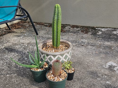 Customer photo review of San Pedro Cactus | Trichocereus (Echinopsis) Pachanoi