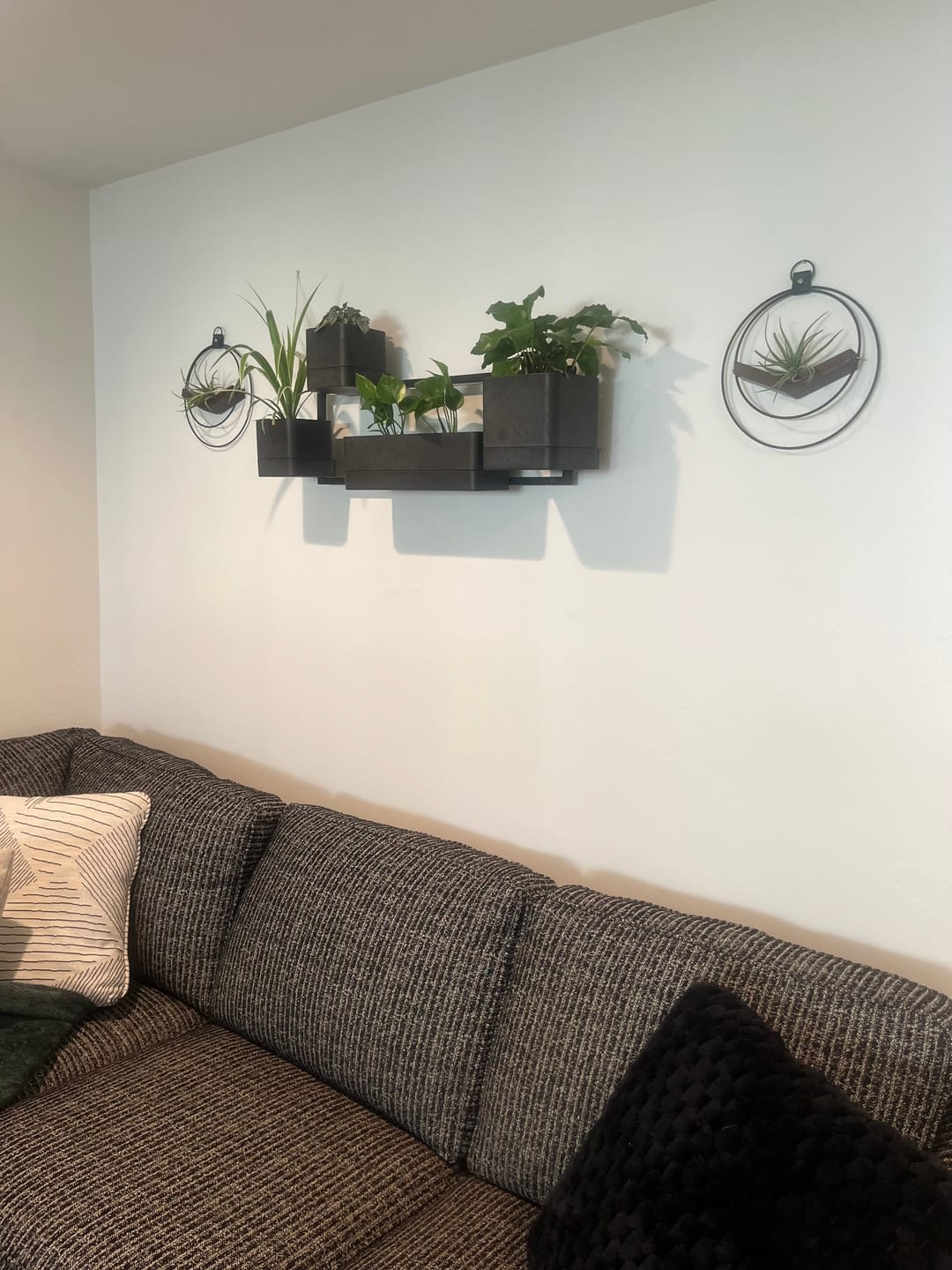 Customer photo review of Air Plant V-Hanger Duo