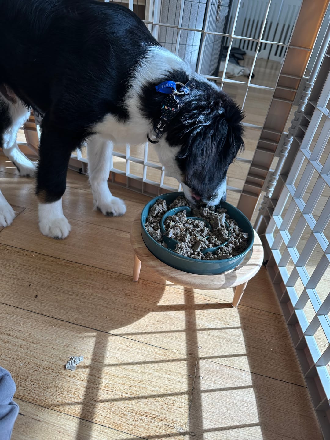 Customer photo review of Ceramic Slow Feeder Pet Bowl for Dogs and Cats