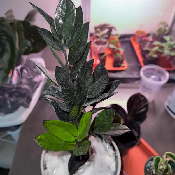 Customer photo review of Raven ZZ plant | Indoor Live Zamioculcas Zamiifolia Raven Plant | Rare Indoor Plant | Zansibar gem | Black ZZ Plant