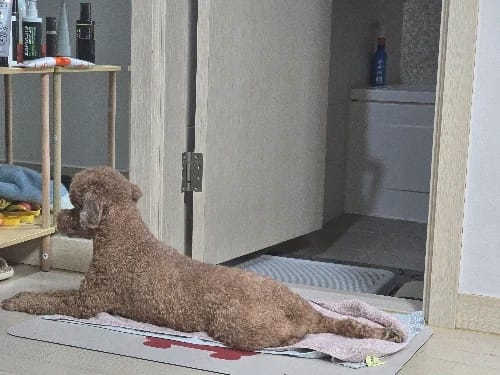 Customer photo review of 🐾 PawMaxi SmartFlow™ – 4L Wireless Water Fountain