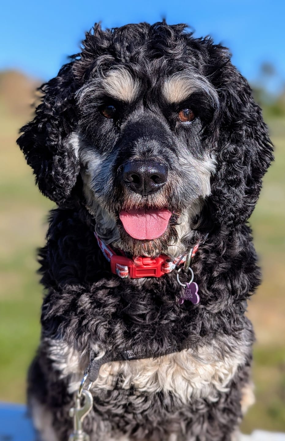 Customer photo review of Stress K9 Chews