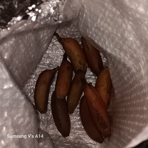 Customer photo review of Red Banana (Cuban Red Banana) ***Pre-Order***